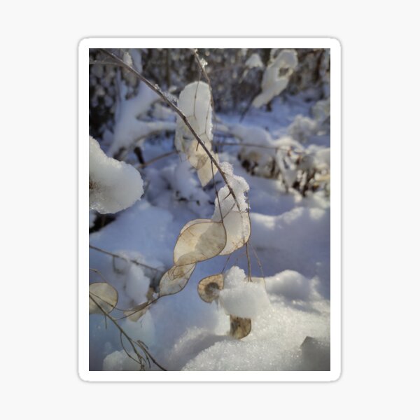 Winter Sticker