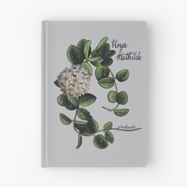 Artikelvorschau, Hoya Mathilde in Blüte entworfen und verkauft von Wieskunde.