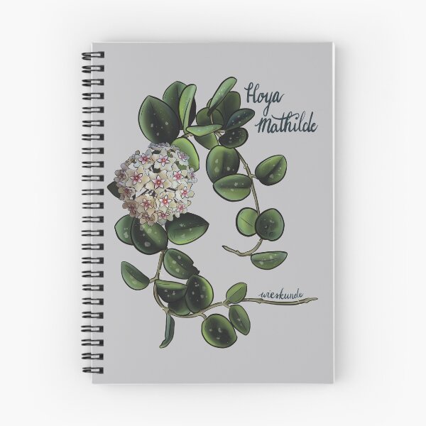 Aperçu de l'œuvre Hoya Mathilde en fleur créée et vendue par Wieskunde.