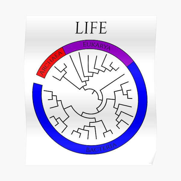 Circular Tree of Life Poster