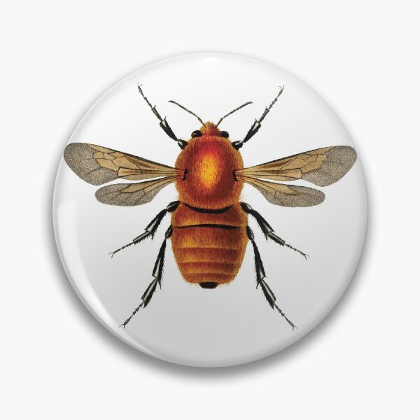 Item preview, Vintage illustrations of insects:  Bug me - Number 2 designed and sold by CoolVintageArt.