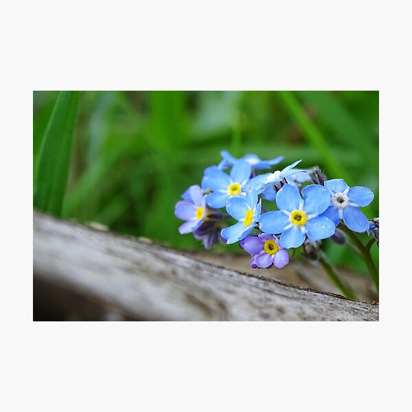 Forget-me-not Myosotis Sylvatica Photograph by Natural History