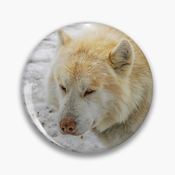 Item preview, White husky on snow designed and sold by Photopat.