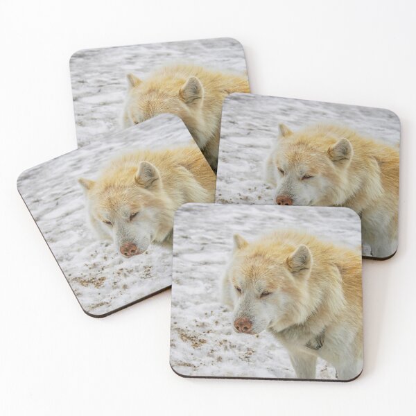 Item preview, White husky on snow designed and sold by Photopat.