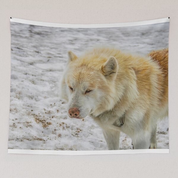 Item preview, White husky on snow designed and sold by Photopat.