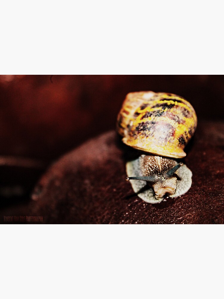 "Snail's Pace" Sticker for Sale by VincentVanCole Redbubble