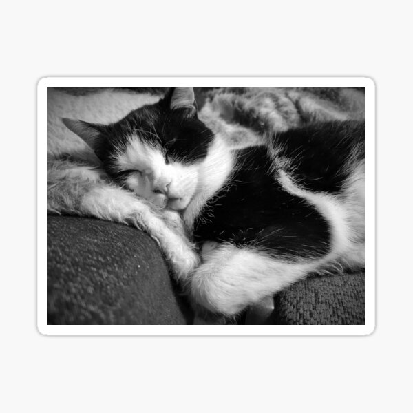 Süße Kater-Träume Sticker