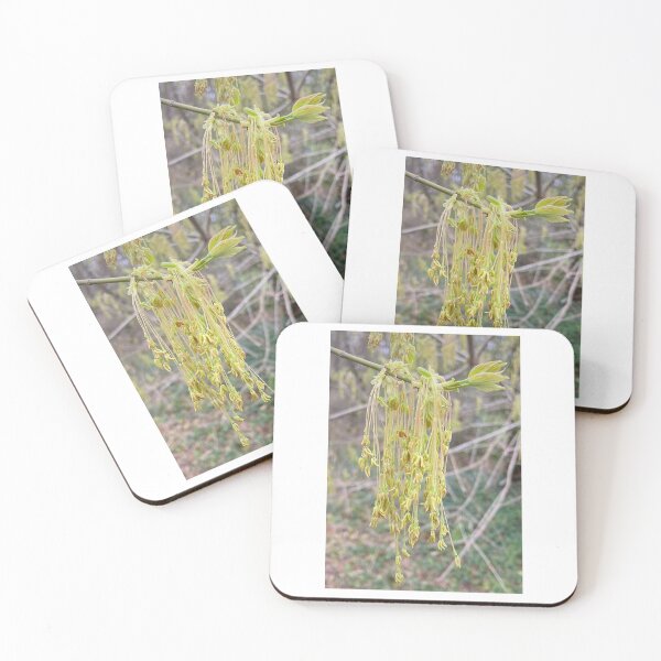Item preview, Boxelder Maple Fruiting Body designed and sold by Max Kindly.