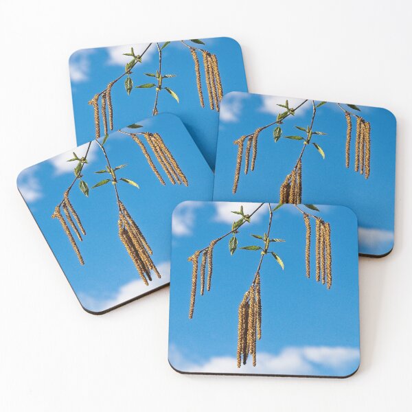 Item preview, Birch Seeds, UW Arboretum, Madison, Wisconsin designed and sold by StevenRalserPhoto.