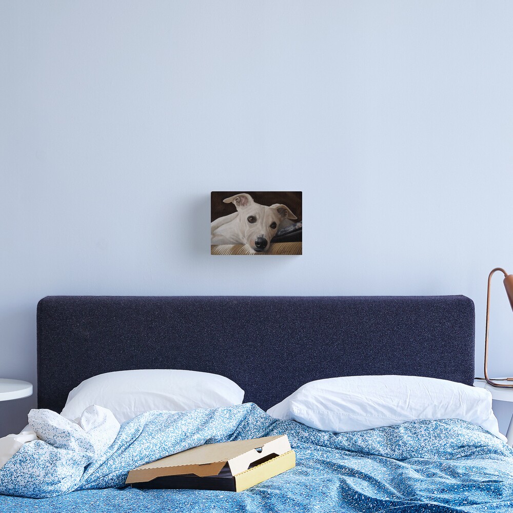 Whippet At Rest Canvas Print