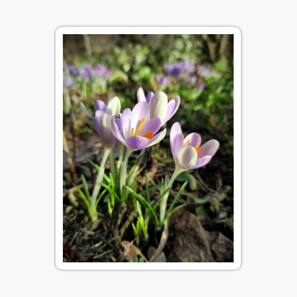 Krokusse Sticker