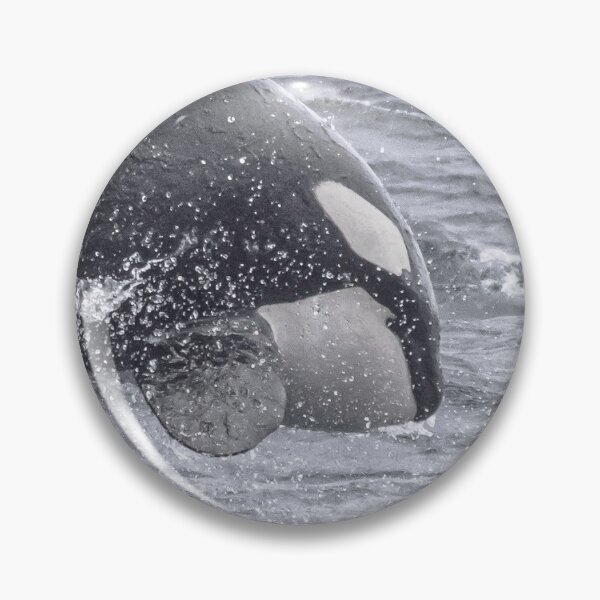 Artikelvorschau, California Transient Killer Whale, CA51 Stern entworfen und verkauft von Selena Rivera.