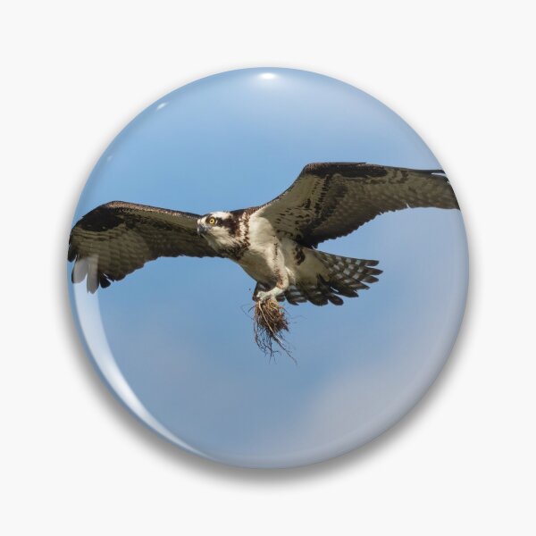 Item preview, Osprey 2021-2 designed and sold by Thomasyoung.