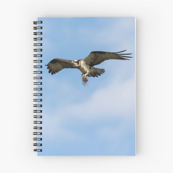 Item preview, Osprey 2021-2 designed and sold by Thomasyoung.