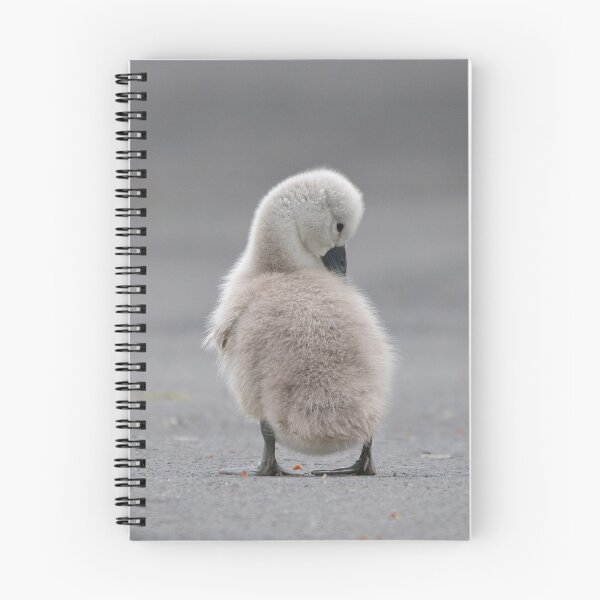 Item preview, Fluffy young cygnet designed and sold by ClaireChown.