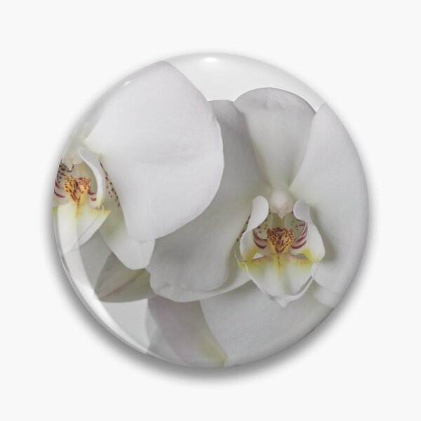 Item preview, White Phalaenopsis all white designed and sold by Jouko Lehto Photography.