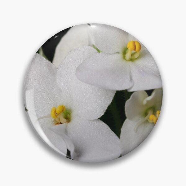 Item preview, Saintpaulia white 2 designed and sold by Jouko Lehto Photography.