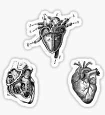 Vintage Heart Anatomy Sticker