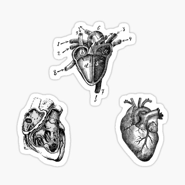 Vintage Heart Anatomy Sticker
