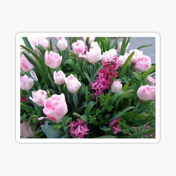 Blush and Bashful Sticker