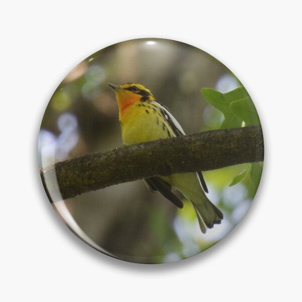 Item preview, Look up! (Blackburnian warbler) designed and sold by UpTowardTheSky.
