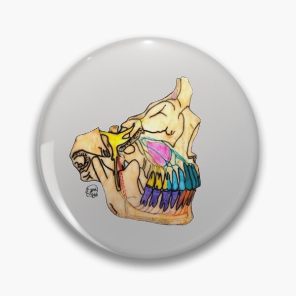 Item preview, Sensory Innervation of the Upper and Lower Jaw designed and sold by Arte Del Cuerpo Humano.
