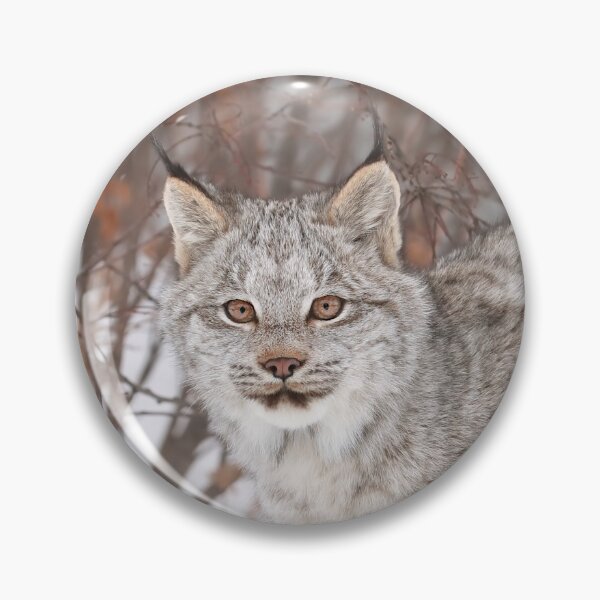 Artikelvorschau, Kanada-Luchs-Kätzchen entworfen und verkauft von mlorenz.