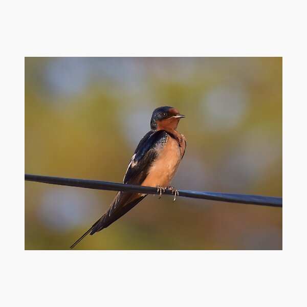 Item preview, Barn Swallow  designed and sold by Tonia Delozier's Photography .
