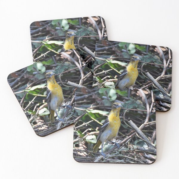 Item preview, Oriole joven designed and sold by DonnaM.
