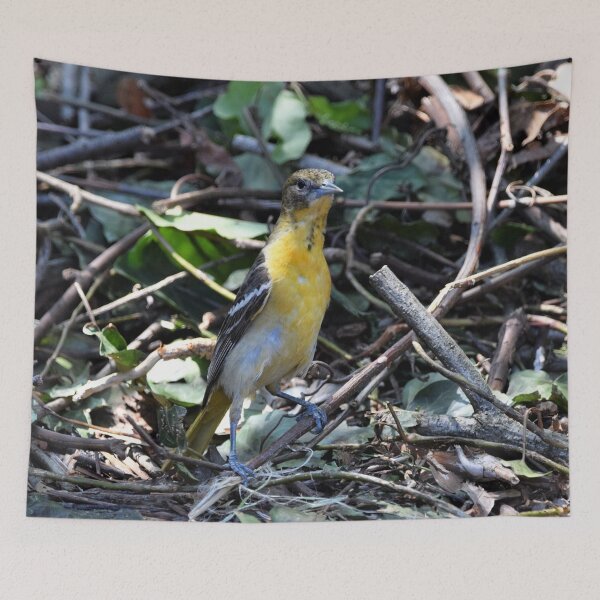 Aperçu de l'œuvre Jeune Oriole créée et vendue par DonnaM.