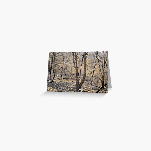 Item preview, 2019-2020 Bushfires. Bega Valley, NSW, Australia designed and sold by CobargoInfo.