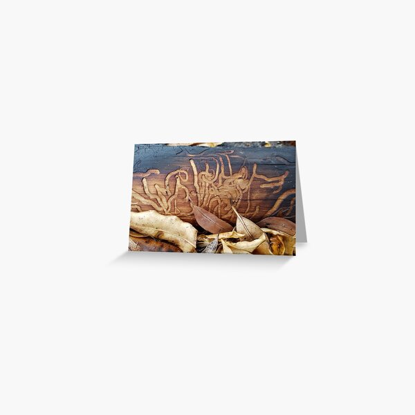 Item preview, 2019-2020 Bushfires. Bega Valley, NSW, Australia designed and sold by CobargoInfo.