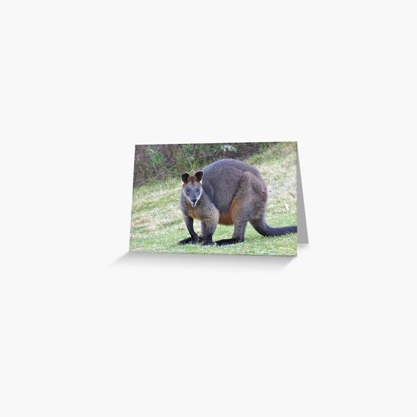 Item preview, Wallaby. Bega Valley, NSW, Australia designed and sold by CobargoInfo.
