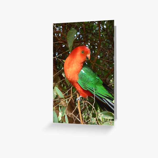 Item preview, Australian King Parrot. Bega Valley, NSW designed and sold by CobargoInfo.