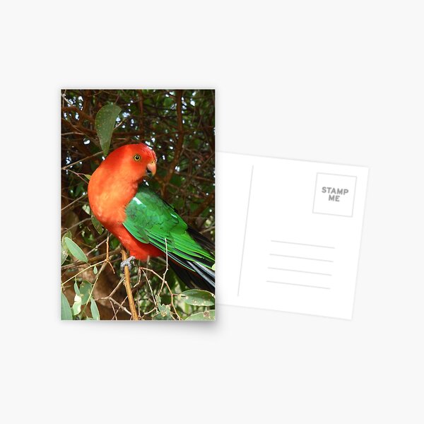 Item preview, Australian King Parrot. Bega Valley, NSW designed and sold by CobargoInfo.