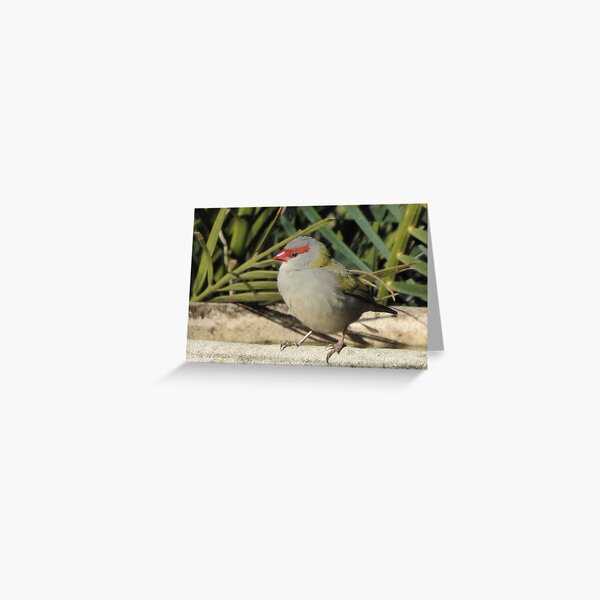 Item preview, Red Browed Finch. Bega Valley, NSW, Australia designed and sold by CobargoInfo.