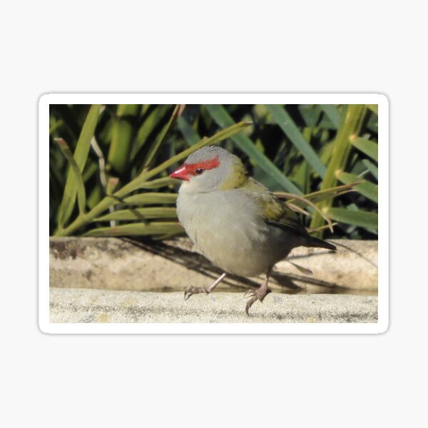 Item preview, Red Browed Finch. Bega Valley, NSW, Australia designed and sold by CobargoInfo.