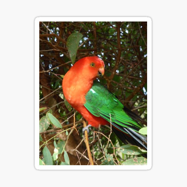 Item preview, Australian King Parrot. Bega Valley, NSW designed and sold by CobargoInfo.