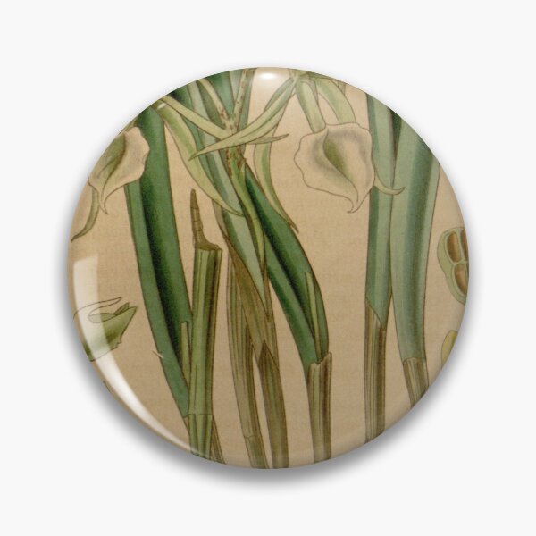 Item preview, Brassavola subulifolia (as Brassavola cordata) Curtis' 66 (N.S. 13) pl. 3782 (1840) designed and sold by EsotericBotanic.