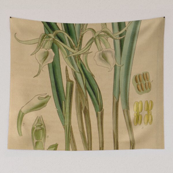 Item preview, Brassavola subulifolia (as Brassavola cordata) Curtis' 66 (N.S. 13) pl. 3782 (1840) designed and sold by EsotericBotanic.