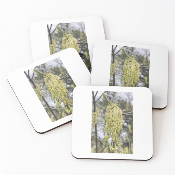 Item preview, Boxelder Maple Hanging Seeds designed and sold by Max Kindly.