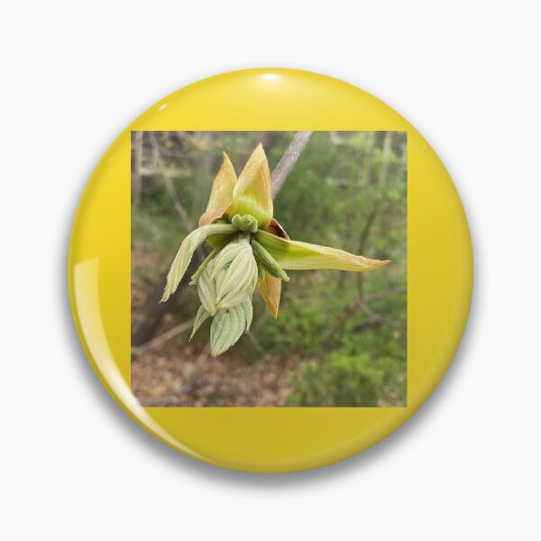 Item preview, Pignut Hickory Terminal Bud Opening designed and sold by Max Kindly.