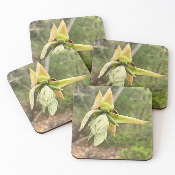 Item preview, Pignut Hickory Terminal Bud Opening designed and sold by Max Kindly.