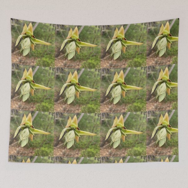 Item preview, Pignut Hickory Terminal Bud Opening designed and sold by Max Kindly.