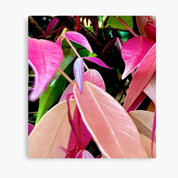 Autumn/Fall Colours III Canvas Print