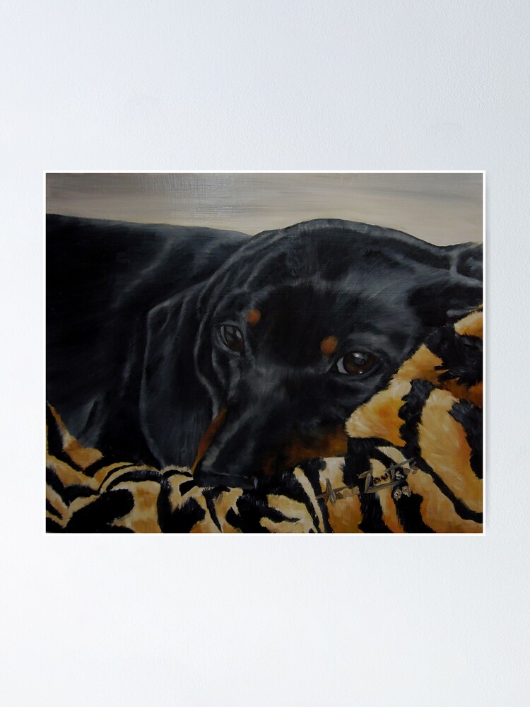 Alternate view of Contentment - cosy dachshund Poster