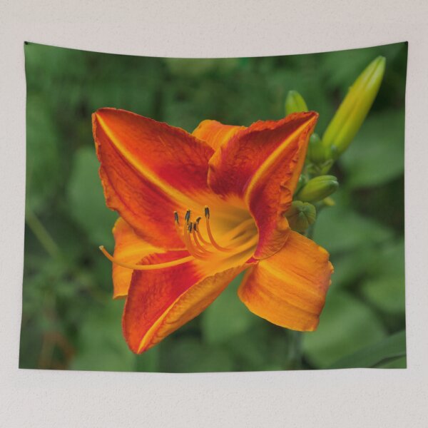 Item preview, From Bold Vermilion to Flame Orange - One Glorious Daylily Bloom designed and sold by Georgia Mizuleva.