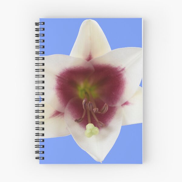 Item preview, Lilium  Triumphator = 'Zanlophator' designed and sold by Chris Burrows.