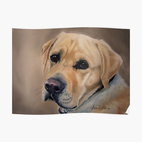 Labrador Expression Poster