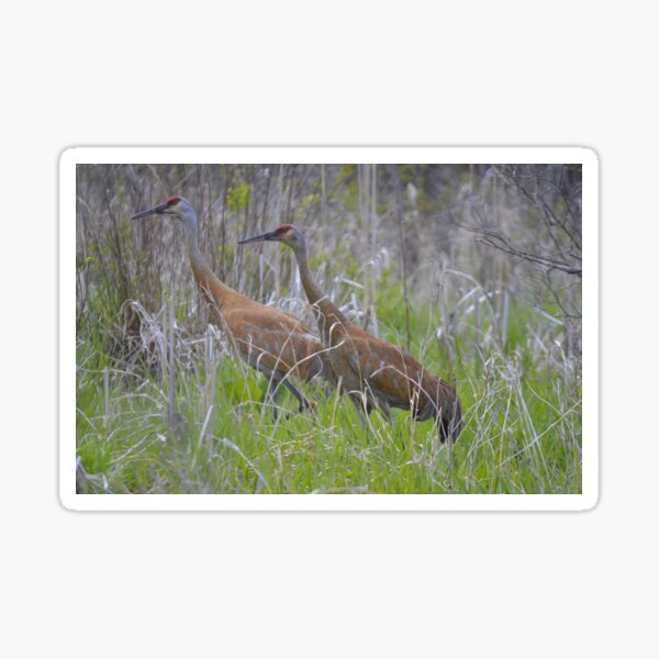 Item preview, Sandhill Crane Pair designed and sold by Lin3158.